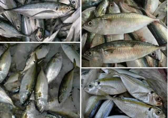 Senarai Harga Ikan 2018 / Persediaan Menipis, Harga Ikan ...