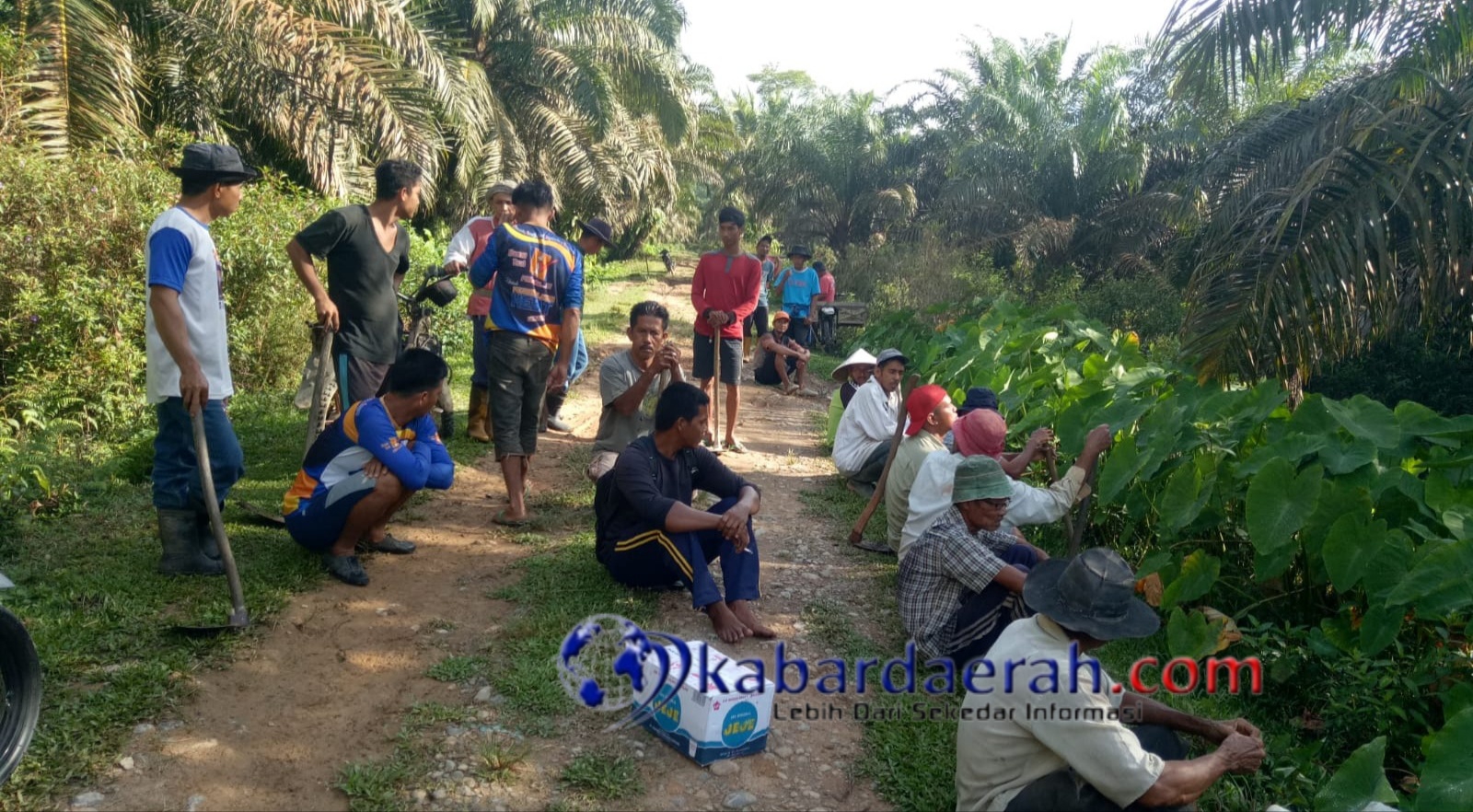 Harga Sawit Terjun Bebas, Petani Sawit Di Pessel : Beginilah Nasib Kami ...