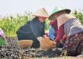 Saat Puan Maharani menanam Bawang bersama ibu-ibu petani bawang di Brebes (Jateng)